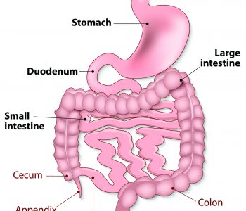 gut