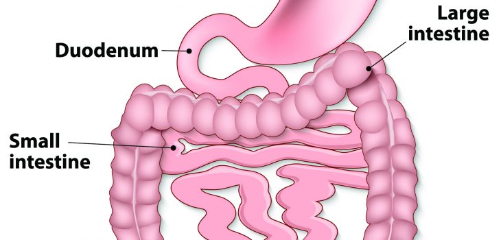 gut